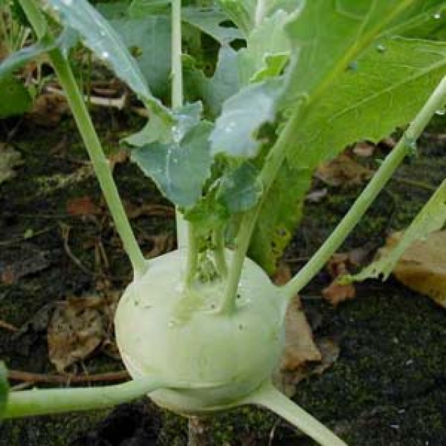 Koolrabi