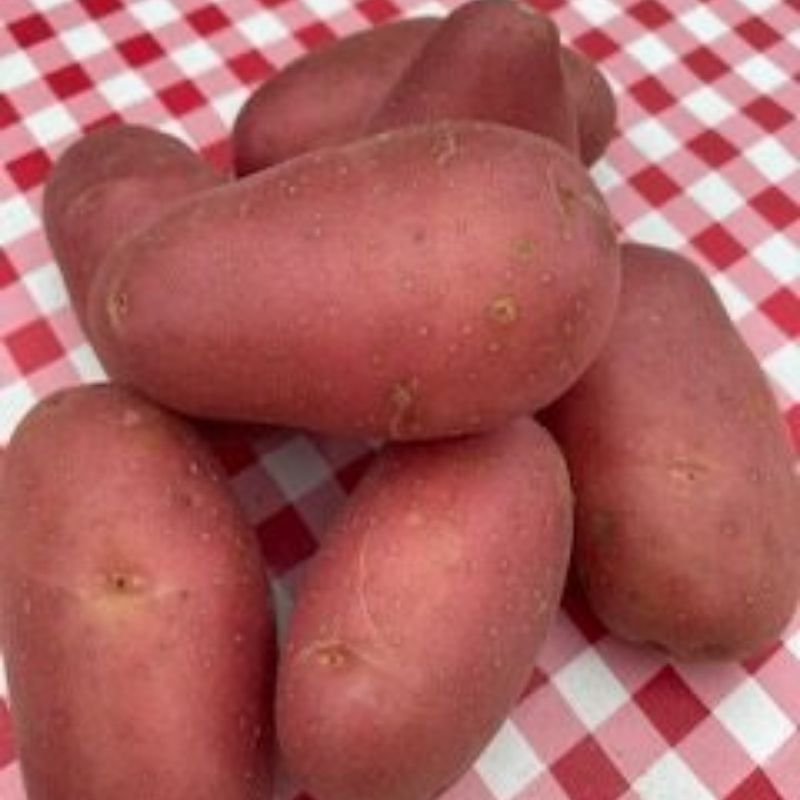 Aardappelen Krieltjes Roseval