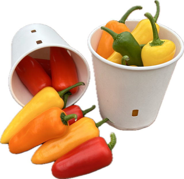 Paprika Snack Bak 500 g Plastic