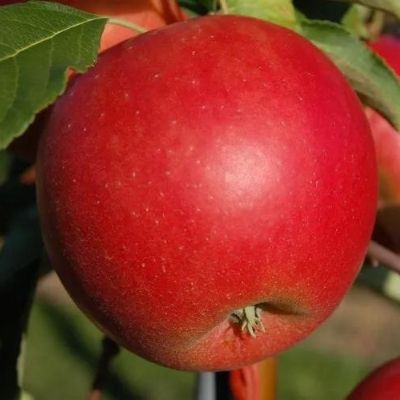 Appels Gala