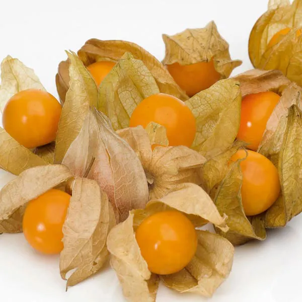 Physalis Bakje