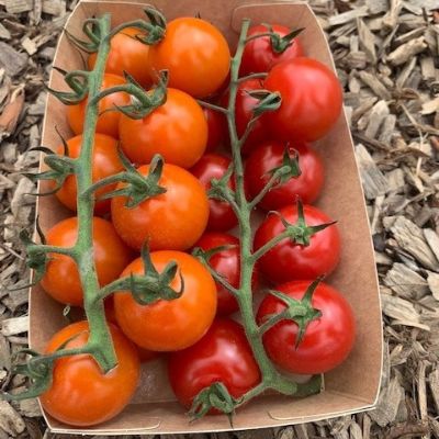 Tomaten Vitalien