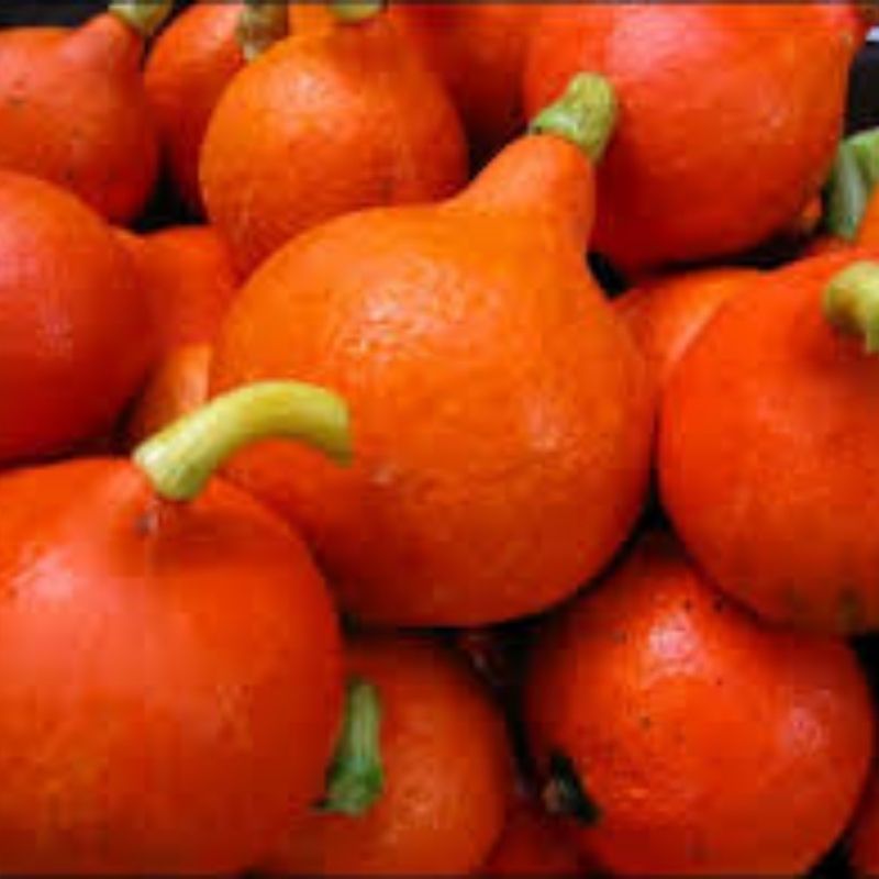 Pompoen Hokkaido