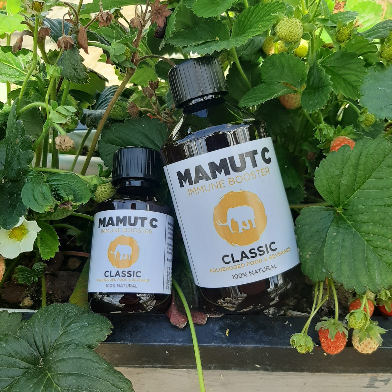 Mamut C Classic 300ml