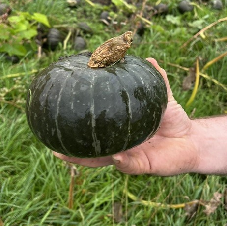 Pompoen Meteor